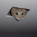 cieling cat.png