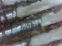 IMG_2259.jpeg