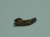 DSCN4187.jpg