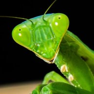 PrayingMantis